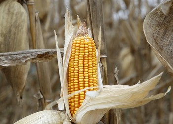 Agricultura sergipana mantém ritmo de crescimento e bate recordes