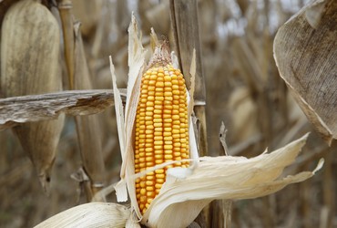 Agricultura sergipana mantém ritmo de crescimento e bate recordes