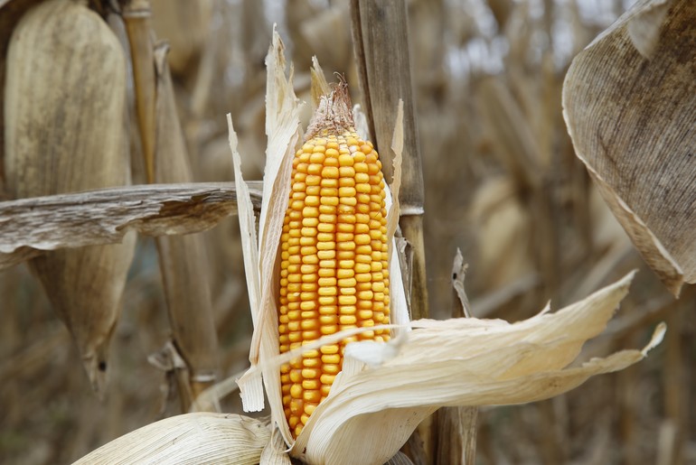 Agricultura sergipana mantém ritmo de crescimento e bate recordes