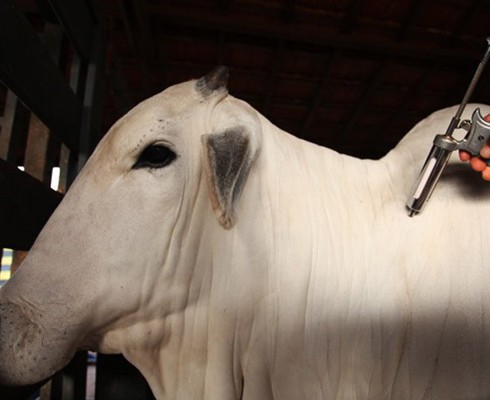 Segunda etapa da vacinação contra febre aftosa inicia na próxima terça-feira