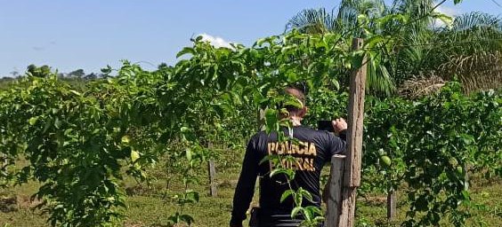 PF apura aliciamento de sergipanos para trabalhar em laranjais no interior de São Paulo