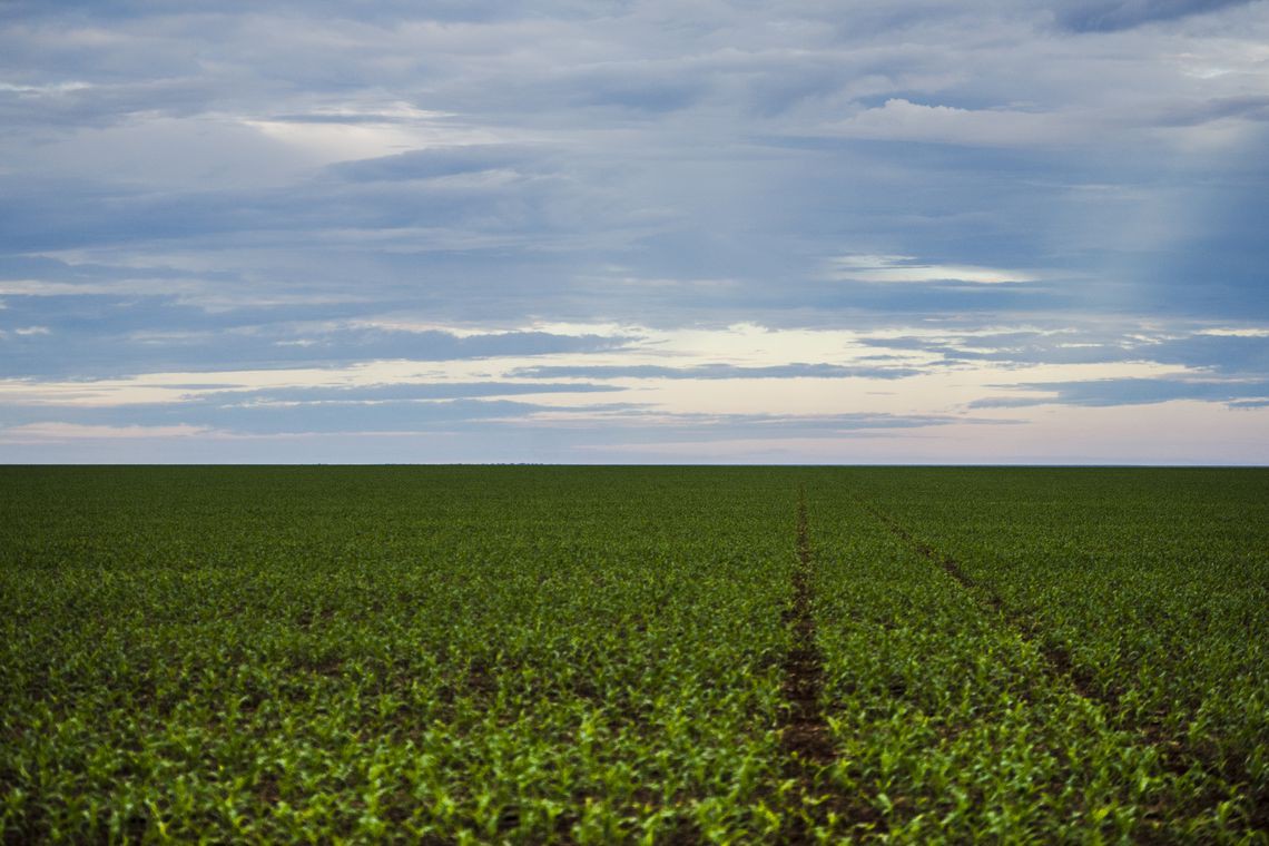 Produção agrícola: puxada pelo milho, Brasil deve ter safra recorde em 2022