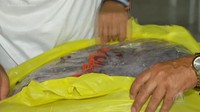 Campanha "Chute Solidário" arrecada cestas básicas para famílias carentes