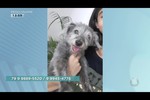 Dona de cão desaparecido pede ajuda ao Balanço Geral; saiba como ajudar