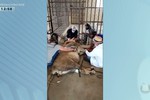 Número de entrega voluntária de animais silvestres cresce em SE, diz Adema