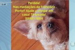 Em Aracaju, garoto pede ajuda para encontrar cadela desaparecida