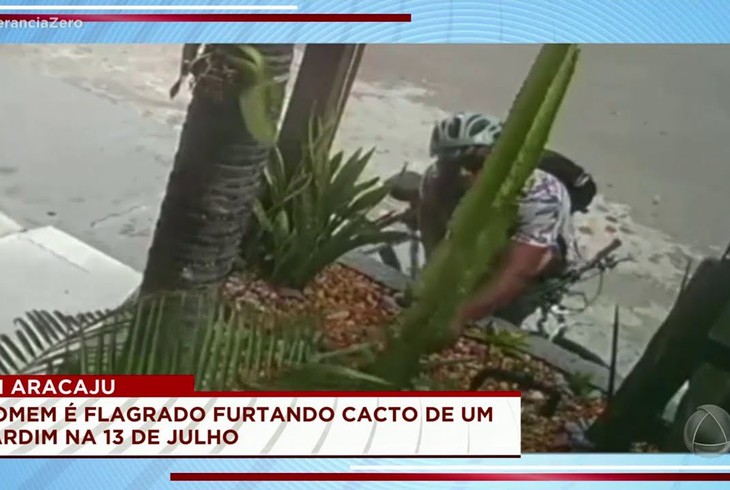 Câmera de segurança flagra suspeito roubando cacto de condomínio em Aracaju