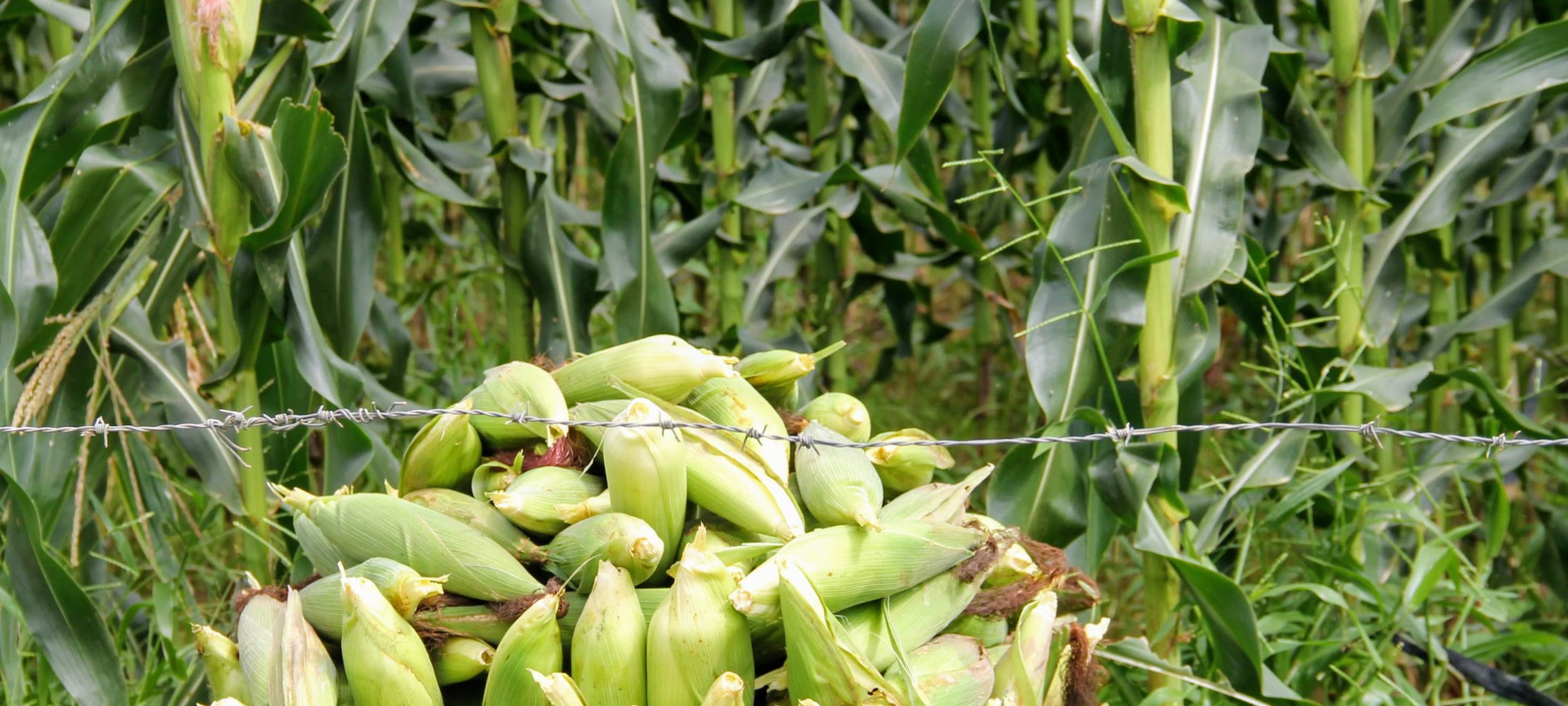 Em Sergipe, produção de milho verde pode superar 2,4 milhões de espigas