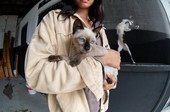 Denúncias de maus-tratos a animais crescem 30% em Sergipe