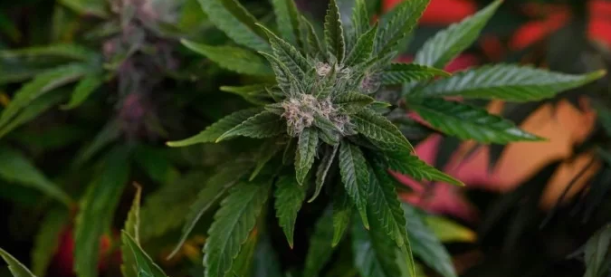 Em decisão inédita, STJ autoriza cultivo de maconha para uso medicinal