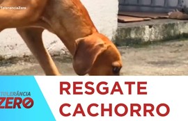 Polícia civil resgata cachorro em situação de maus-tratos no município de Boquim