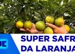 Sergipe registra super safra de laranja