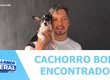 Após desaparecimento, cachorro Bob foi encontrado