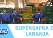 Supersafra da laranja: produtores tem buscado saídas para diminuir os impactos