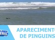 Cinco pinguins encontrados na costa sergipana