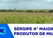 Sergipe tem a quarta maior produção de milho do nordeste