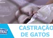 Ministério Público Federal em Sergipe promove castração de gatos em presídio de Aracaju