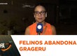 Homem denuncia que vizinho está dando veneno para gatos em Aracaju