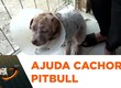 Tutor pede ajuda para tratar filhote de Pitbull com grave doença de pele