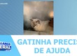 Gata cai do terceiro andar e tutores pedem ajuda para custear tratamento