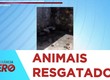Cadela e cinco filhotes em situação de maus-tratos são resgatados no Jardim Centenário
