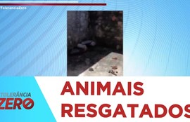 Cadela e cinco filhotes em situação de maus-tratos são resgatados no Jardim Centenário