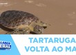 Após 3 meses de reabilitação tartaruga é devolvida ao mar na Praia da Atalaia