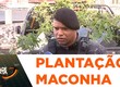 Polícia apreende em uma casa abandonada quase 200 pés de maconha dentro de casa no Marcos Freire