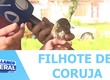 Telespectadora encontra filhote de coruja em rua e busca orientação para resgate do animal silvestre