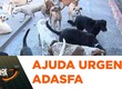 Instituição que acolhe animais precisa de ajuda para manter a obra