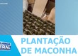 Polícia Civil prendeu um homem que mantinha uma plantação de maconha no quintal da residência