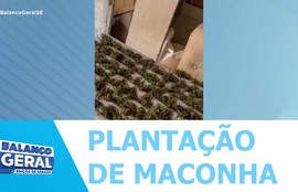 Polícia Civil prendeu um homem que mantinha uma plantação de maconha no quintal da residência