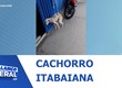 Cachorro abandonado em Itabaiana