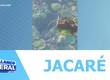 Jacaré é visto em lago de condomínio de casas na Zona de Expansão de Aracaju