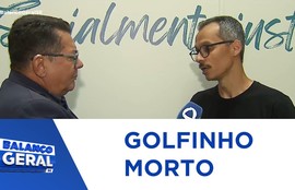 Fundação mamíferos aquáticos alerta sobre os procedimentos seguros ao avistar animais marinhos