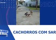 Cachorros com sarna são abandonados em frente a unidade básica de saúde Elizabeth Pita