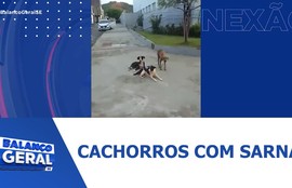 Cachorros com sarna são abandonados em frente a unidade básica de saúde Elizabeth Pita