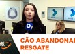 Cão abandonado e acorrentado em árvore é resgatado no bairro Industrial em Aracaju