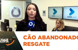 Cão abandonado e acorrentado em árvore é resgatado no bairro Industrial em Aracaju