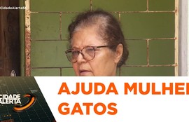 Mulher pede ajuda para castrar e doar gatos após perder condições de cuidar dos animais