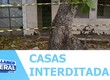 Casas são interditadas após árvore ameaçar cair e moradores pedem uma solução