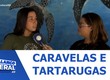 Atenção no mar caravelas aparecem no litoral Sergipano
