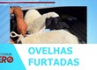 Polícia Civil identifica envolvidos e recupera ovelhas furtadas na zona rural de Simão Dias