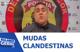 PF investiga uso de documento falso para compra de mudas clandestinas de laranja em Sergipe