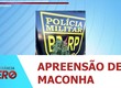 Polícia Militar apreende pé de maconha na zona oeste de Aracaju