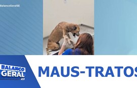 Cão vítima de maus-tratos é resgatado em residência no Bairro Farolândia em Aracaju