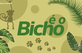 Confira os destaques do quadro “É o bicho!” nesta quinta-feira (13)
