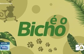 Confira os destaques do quadro ‘É o bicho’ nesta quinta-feira (27) L
