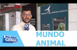 Peixe-boi-marinho é visto na foz do Rio São Francisco entre Brejo Grande e Ilha das Flores