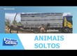 BPRV apreende 12 animais soltos às margens de rodovias estaduais neste domingo